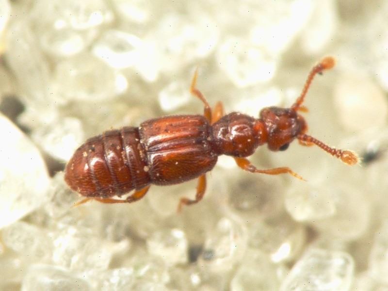 Euplectus Leach, 1817